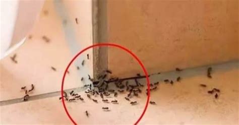 天醫 絕命 房間突然出現很多螞蟻